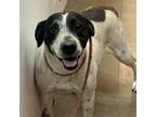 Adopt Glinda - Likes other Dogs and People! a Coonhound