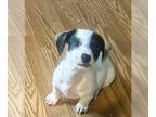 Chiweenie-Jack Russell Terrier Mix PUPPY FOR SALE ADN-791598 - Jack