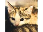Adopt Coral - Playful & Fearless! Good with Kids! a Domestic Short Hair