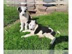 Shollie PUPPY FOR SALE ADN-791599 - Border Collie German Shepherd puppies