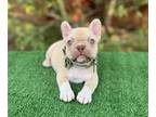 French Bulldog PUPPY FOR SALE ADN-791603 - Chocolate Fawn female