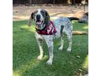 Adopt Dorothy - Sweet Girl, Likes Other Dogs! a Coonhound