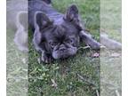 French Bulldog PUPPY FOR SALE ADN-791617 - Full Blue Fluffy Male