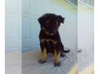 German Shepherd Dog-Siberian Husky Mix PUPPY FOR SALE ADN-791639 - German Husky