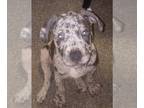 American Bully-American Pit Bull Terrier Mix PUPPY FOR SALE ADN-791650 -