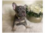 French Bulldog PUPPY FOR SALE ADN-791667 - Peanut the Frenchie