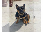 French Bulldog PUPPY FOR SALE ADN-791668 - Gelik