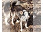 Siberian Husky PUPPY FOR SALE ADN-791675 - Paula