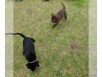 Labrador Retriever PUPPY FOR SALE ADN-791690 - AKC Labradors