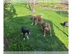 Boxer PUPPY FOR SALE ADN-791702 - 6 Month Old Boxer Puppies