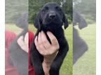 Labrador Retriever PUPPY FOR SALE ADN-791704 - AKC Black Labrador female