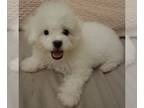 ShihPoo PUPPY FOR SALE ADN-791713 - Demi