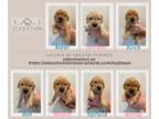 Golden Retriever PUPPY FOR SALE ADN-791716 - Golden Retriever Puppies