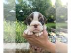 English Bulldog PUPPY FOR SALE ADN-791717 - Golden Girls are Here