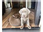 Labrador Retriever PUPPY FOR SALE ADN-791726 - Candy puppies