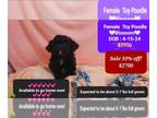 Poodle (Toy) PUPPY FOR SALE ADN-791735 - Adorable Toy Poodle