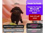 Poodle (Toy) PUPPY FOR SALE ADN-791736 - Adorable Toy Poodle