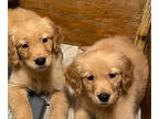 Golden Retriever PUPPY FOR SALE ADN-791738 - Golden Retriever Puppies