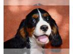 Cavalier King Charles Spaniel PUPPY FOR SALE ADN-791742 - Cavalier King Charles