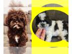 ShihPoo PUPPY FOR SALE ADN-791744 - Hypoallergenic