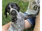 German Shorthaired Pointer PUPPY FOR SALE ADN-791745 - Beautiful female GSP