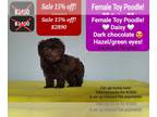 Poodle (Toy) PUPPY FOR SALE ADN-791749 - Adorable Toy Poodle