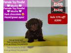 Poodle (Toy) PUPPY FOR SALE ADN-791751 - Adorable Toy Poodle