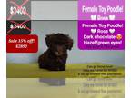 Poodle (Toy) PUPPY FOR SALE ADN-791754 - Adorable Toy Poodle