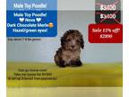 Poodle (Toy) PUPPY FOR SALE ADN-791755 - Handsome Toy Poodle