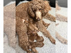 Goldendoodle PUPPY FOR SALE ADN-791759 - Standard Goldendoodles located in
