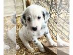 Dalmatian PUPPY FOR SALE ADN-791766 - Red Longcoat Male