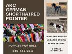 German Shorthaired Pointer PUPPY FOR SALE ADN-791773 - AKC GSP Puppies