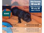 Havanese PUPPY FOR SALE ADN-791777 - Handsome Male Havanese