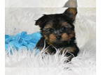 Yorkshire Terrier PUPPY FOR SALE ADN-791779 - Teacup Oliver