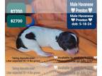 Havanese PUPPY FOR SALE ADN-791780 - Handsome Male Havanese