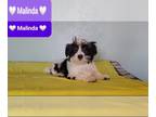 Morkie PUPPY FOR SALE ADN-791791 - Adorable Female Morkie