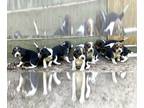 Beagle PUPPY FOR SALE ADN-791793 - beagle puppy
