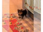 Yorkshire Terrier PUPPY FOR SALE ADN-791797 - Silvia