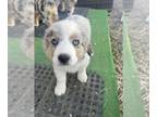 Aussie-Corgi PUPPY FOR SALE ADN-791809 - Auggie farm pups
