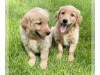Golden Retriever PUPPY FOR SALE ADN-791810 - Golden Retriever Puppies