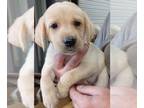 Labrador Retriever PUPPY FOR SALE ADN-791812 - Cuteness Overload Labs