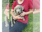 Labrador Retriever PUPPY FOR SALE ADN-791814 - AKC Silver Labradors