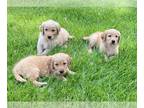 Chorkie PUPPY FOR SALE ADN-791815 - Chorkie Puppy