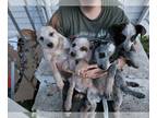 Australian Cattle Dog PUPPY FOR SALE ADN-791823 - Heeler puppys