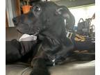 Great Dane PUPPY FOR SALE ADN-791828 - 4 pups left akc shots wormed vet checked