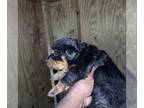 Rottweiler PUPPY FOR SALE ADN-791829 - AKC Rottweiler Puppies