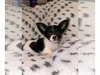 Chihuahua PUPPY FOR SALE ADN-791833 - SWAT Litter
