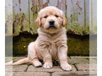 Golden Retriever PUPPY FOR SALE ADN-791834 - Spring Litter 6 weeks to go home