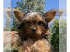 Yorkshire Terrier PUPPY FOR SALE ADN-791836 - Yorkshire terrier puppy