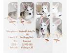 German Shepherd Dog-Siberian Husky Mix PUPPY FOR SALE ADN-791838 - White